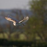 North Northumberland Bird Club's Dawn Chorus