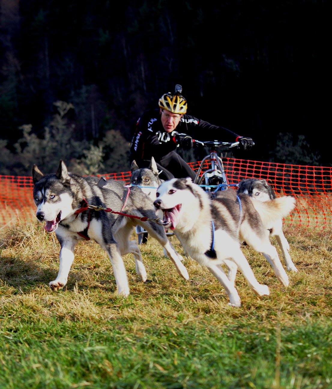 Sled Dog Association of Scotland Competition Event